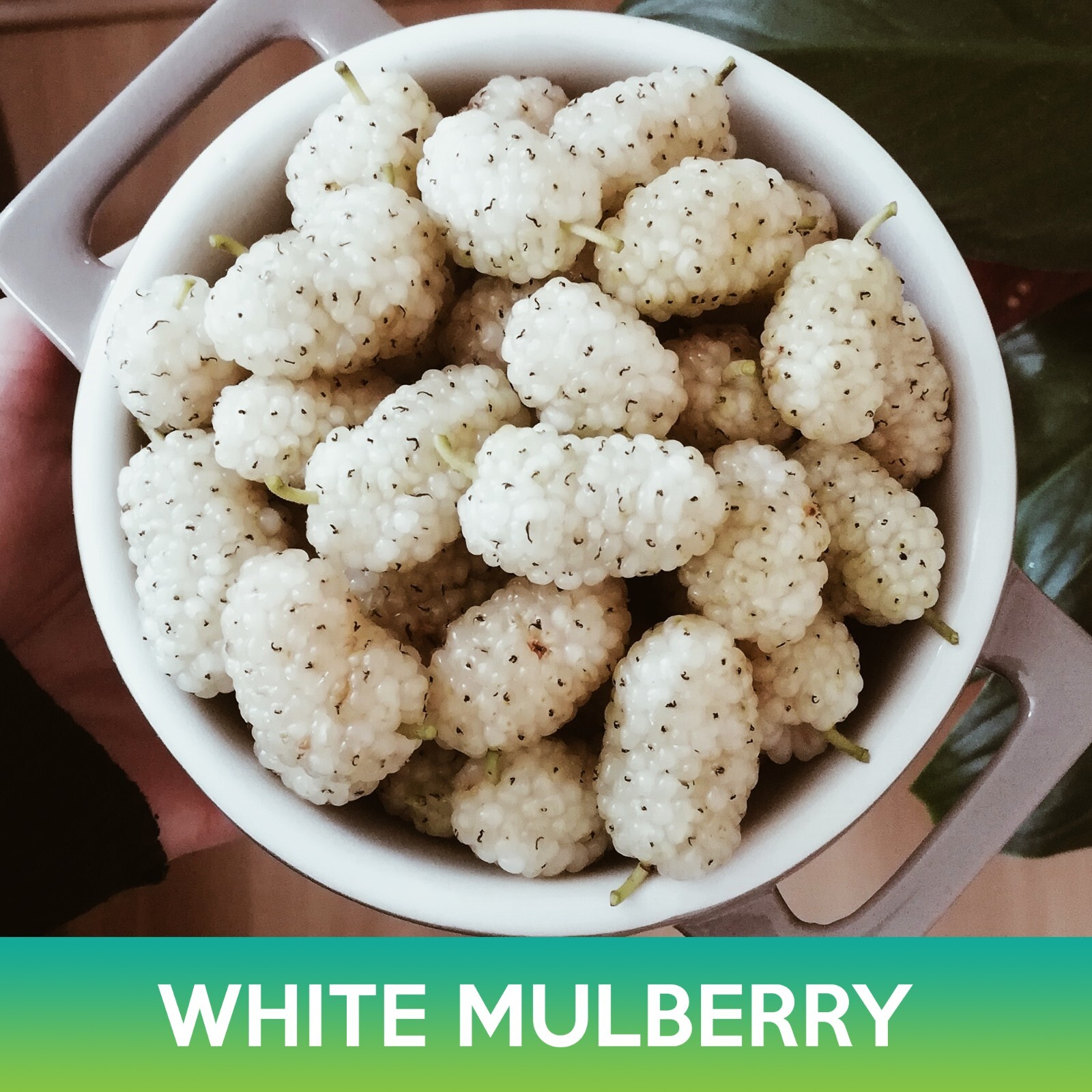 White Mulberry Seeds, Morus alba
