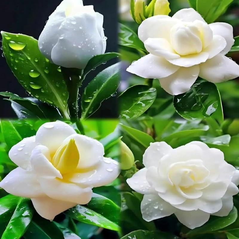 300pcs Gardenia Seeds for Planting, Non-GMO, High Germination, Fragrant Flowe…