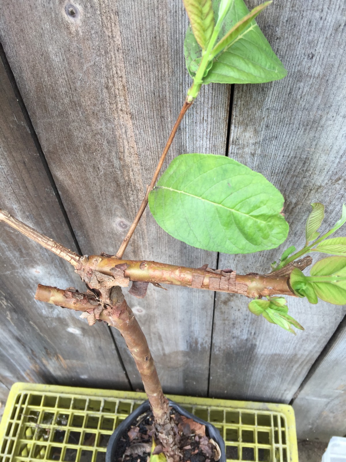 1 Air-layer Sweet Ruby Supreme Fruit Guava Starter Tree, Psidium guajava Tree