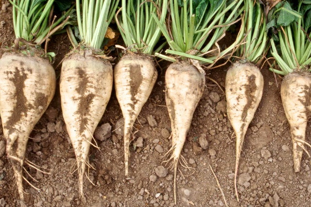 1 gram ~50 seeds white Sugar Beet non-GMO Beta vulgaris- Grow your own sugar
