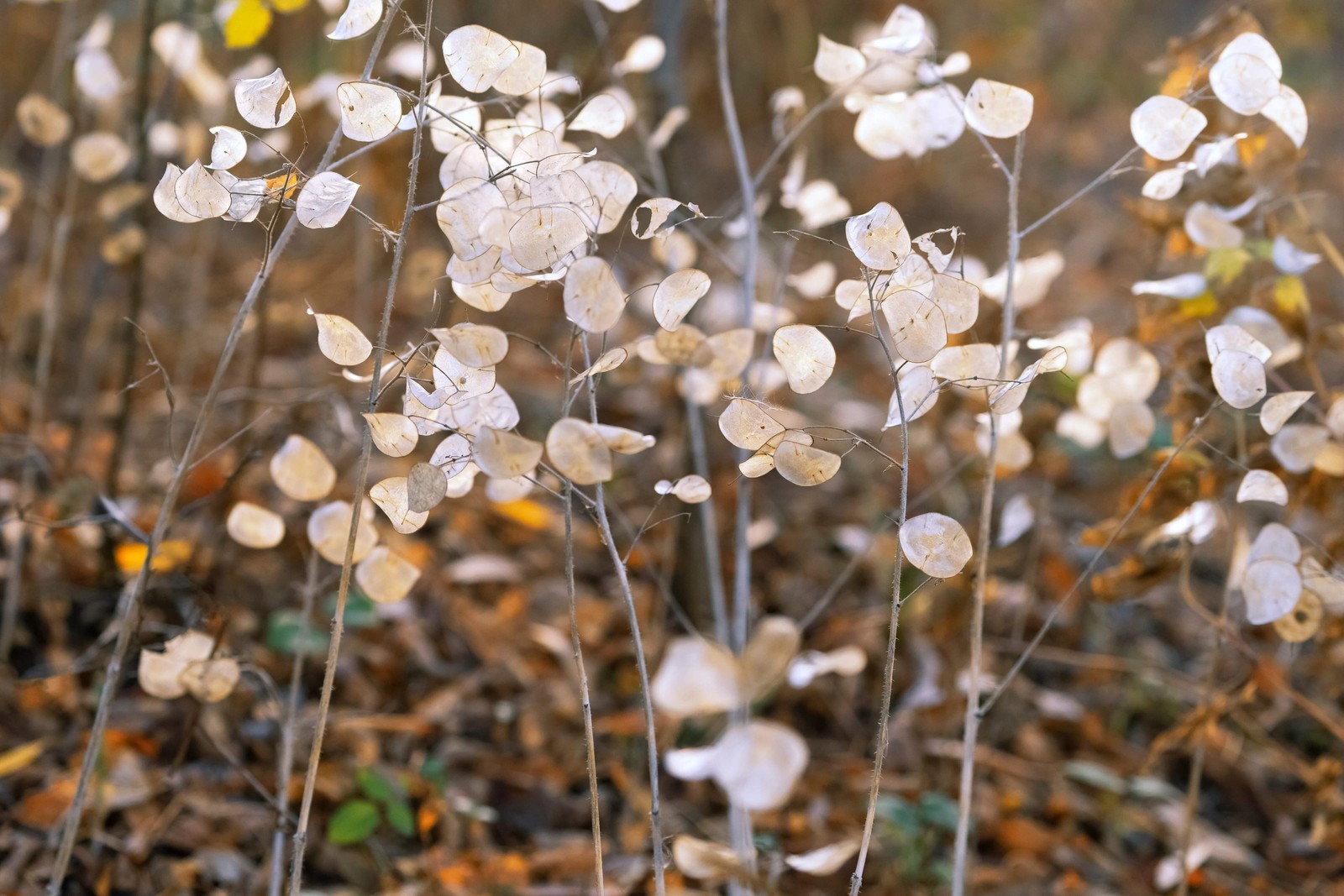 100 LUNARIA Biennis ( MONEY PLANT / Silver Dollar / Honesty ) Flower Seeds
