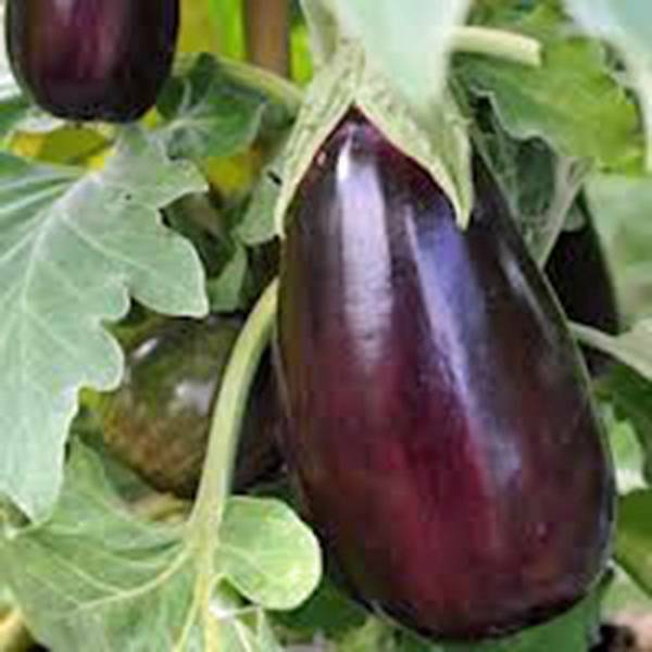 EGGPLANT SEED, BLACK BEAUTY, HEIRLOOM, NON GMO, 50 SEEDS, VEGETABLE