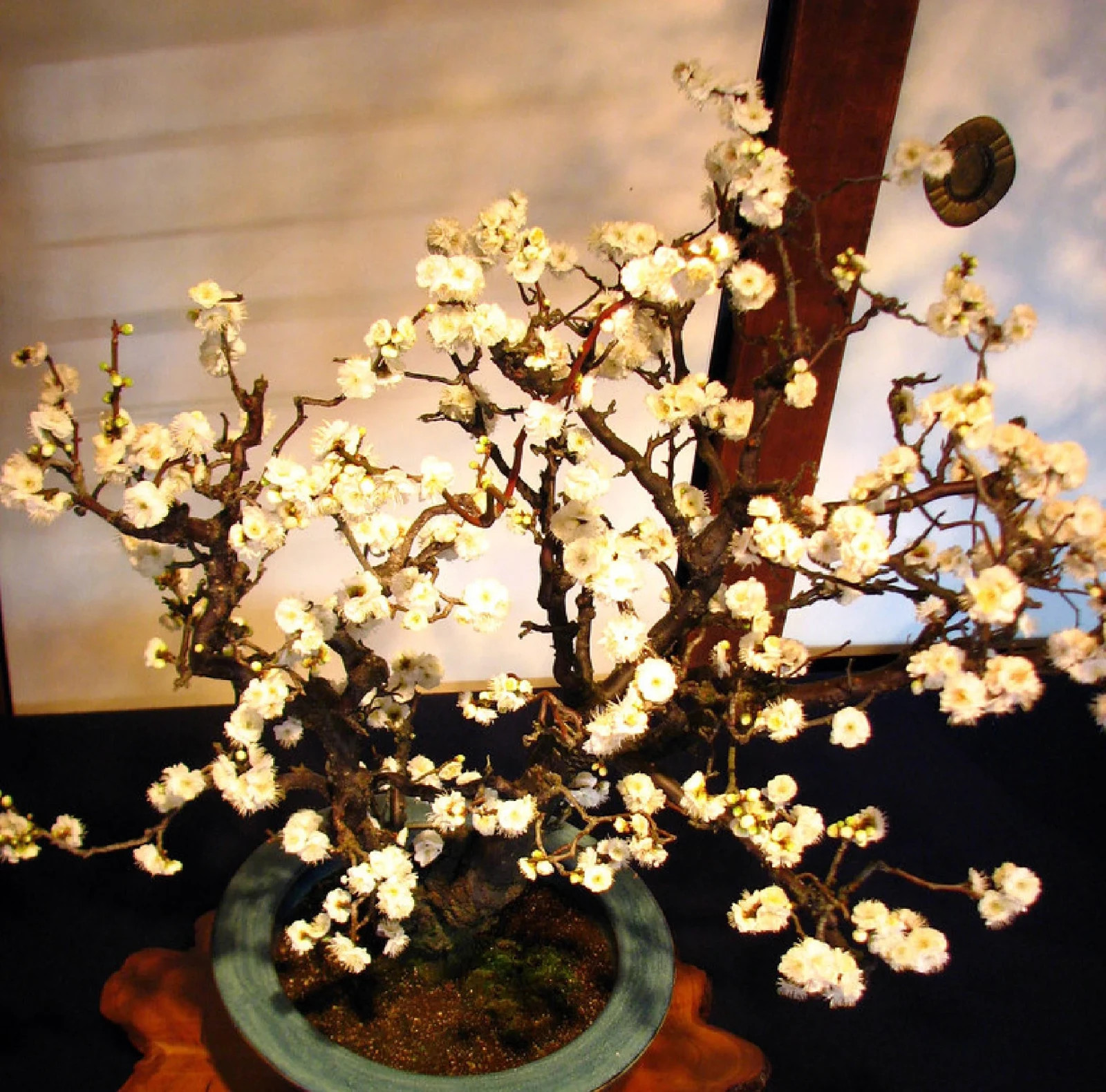 Mirabelle Plum Tree {Prunus myrobalan} Organic 5 seeds Free Shipping!
