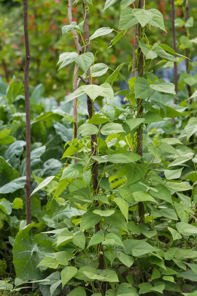 1/4  Pound RED KIDNEY BEAN SEED