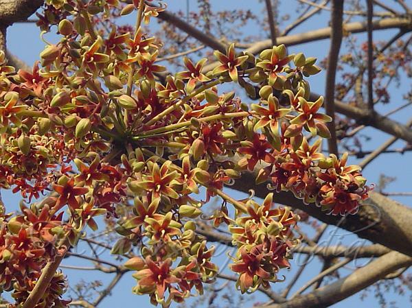 Sterculia Foetida Tree 5 Seeds, Java Olive, Wild India Almond, Ornamental Peon