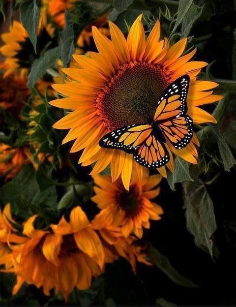 Sunflower #20 Heads w/ Orangeish Yellow Petals & Brown Centers – 15 Seeds