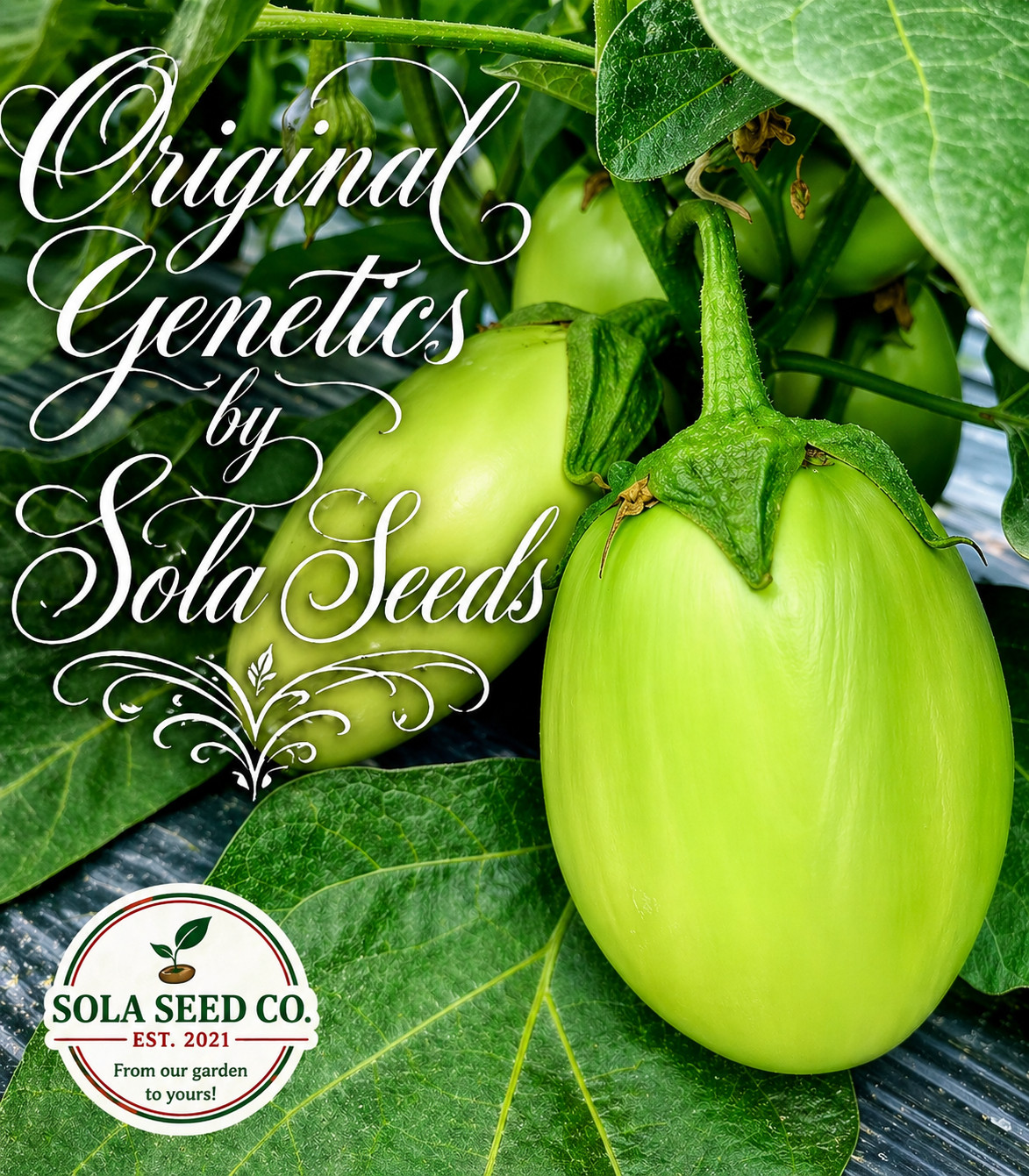 20 Apple Green Eggplant seeds-Solanum Melongena- American Heirloom- Non GMO USA