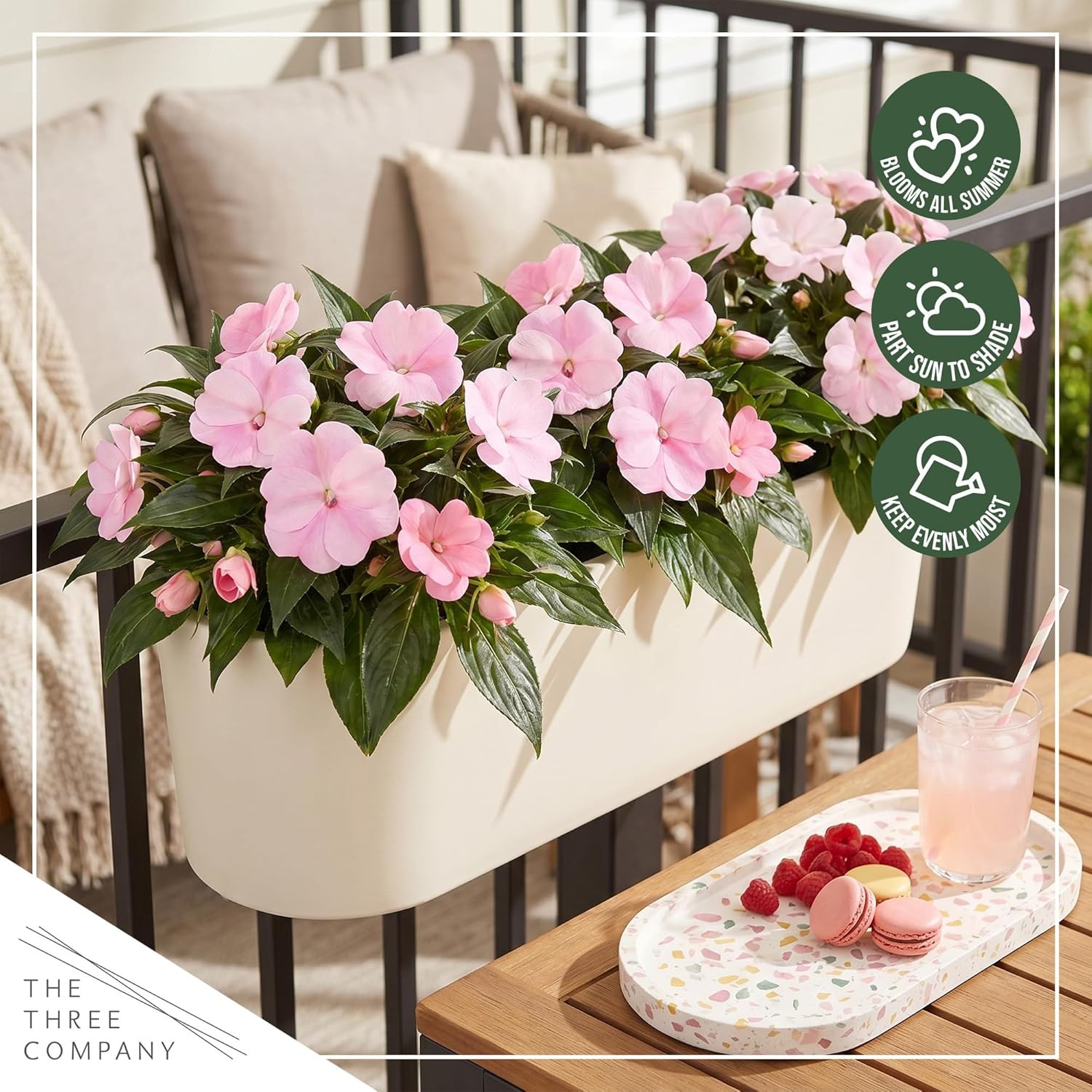 Live Flowering New Guinea Impatiens – Shades of Pink (3 Plants Per Pack) – Beaut