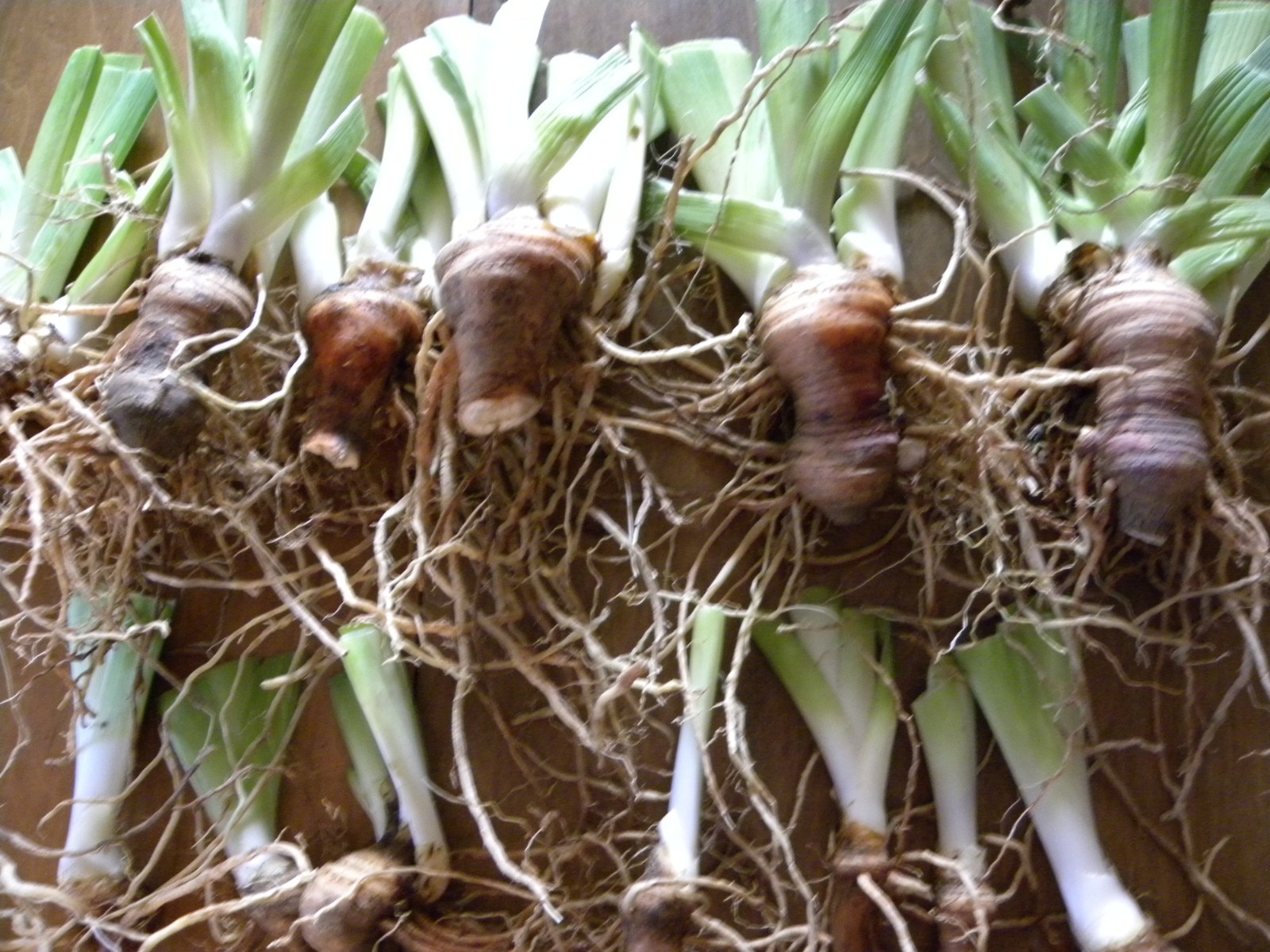 Lot of 12 White Lavender Iris Flower Rhizome Rhizomes Plant Flowers Fresh Dig
