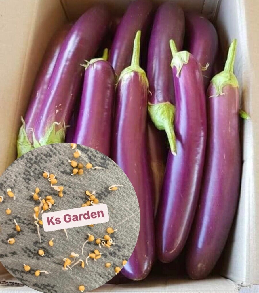 50+ PCS LONG PURPLE EGGPLANT SEEDS, HẠT CÀ TÍM DÀI, 紫茄子, 보라색 가지