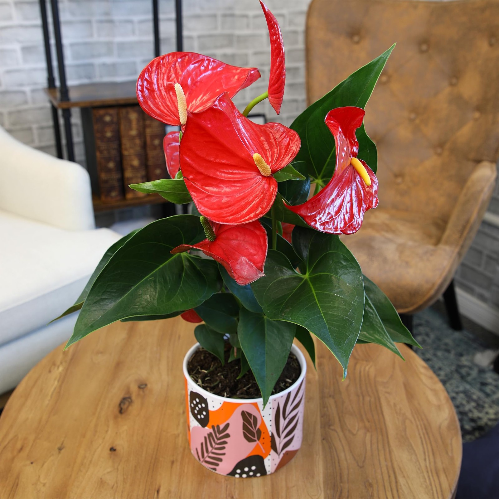 Anthurium Live Plant 1012″ in Modern Planter Indoor Houseplant Gifts