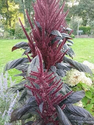 Amaranthus Pygmy Torch | Purple Amaranth | 50 Seeds