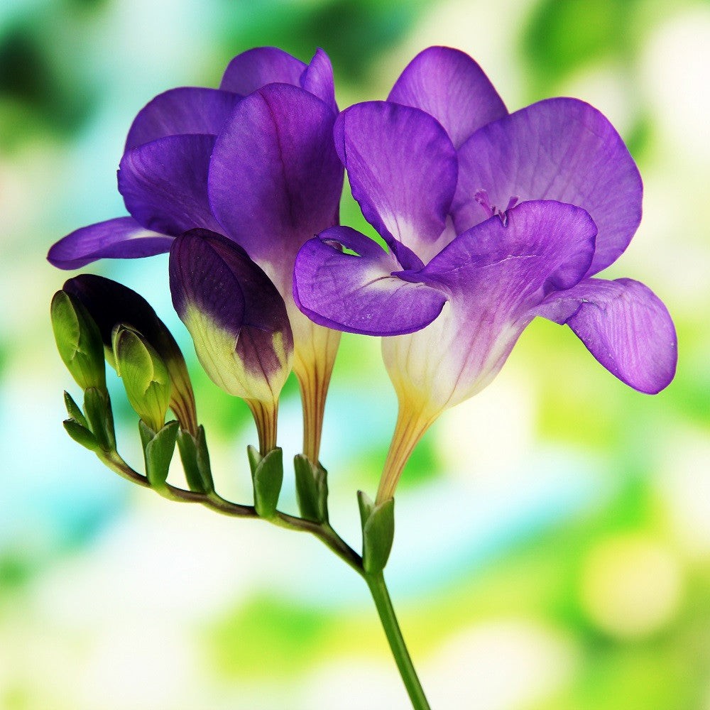 Easy to Grow Freesia Single Blue 15 Plant Bulbs, Spring Flowers Zones 9-11