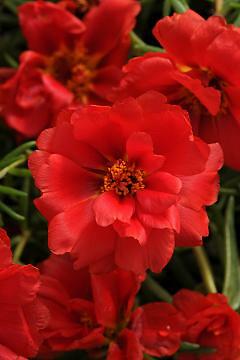 Portulaca Happy Hour Red Deep 1,000 seeds