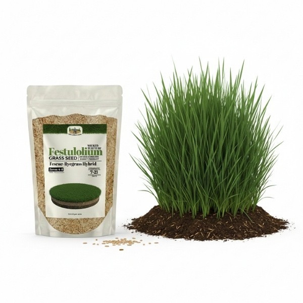 Old Cobblers Farm™ Wicked Tuff Turf Sugar Crest Festulolium Grass Seed
