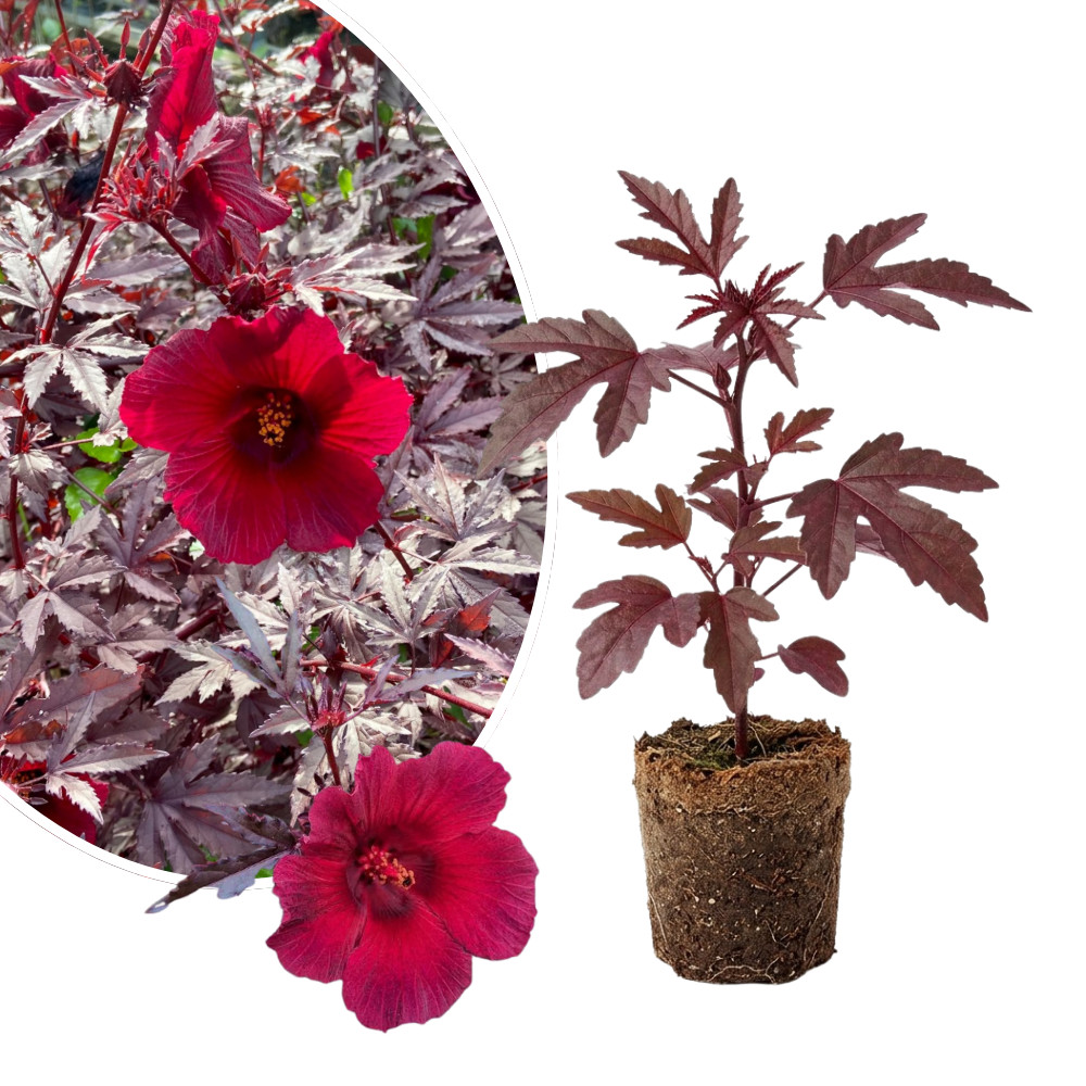 Cranberry Hibiscus Live Plant 4-6 Inches Tall Rooted Edible Foliage