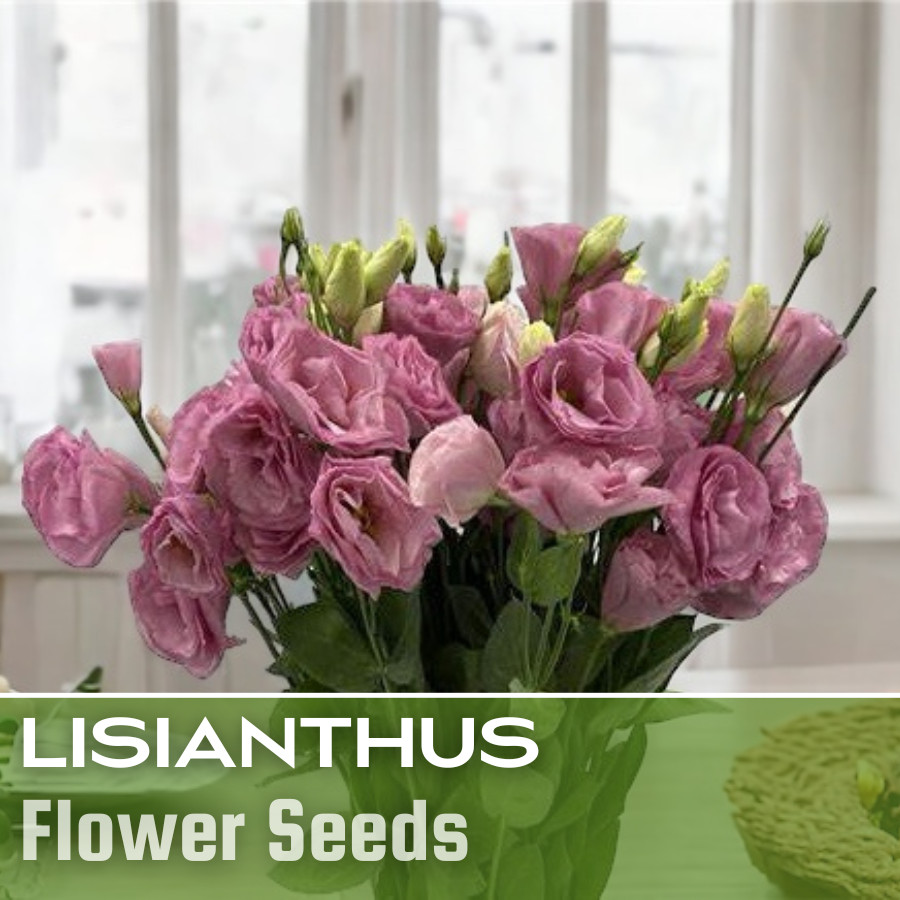 Lisianthus Seeds – 100 Seeds Garden Bloom Flower Seed Flowers Non Gmo Heirloom