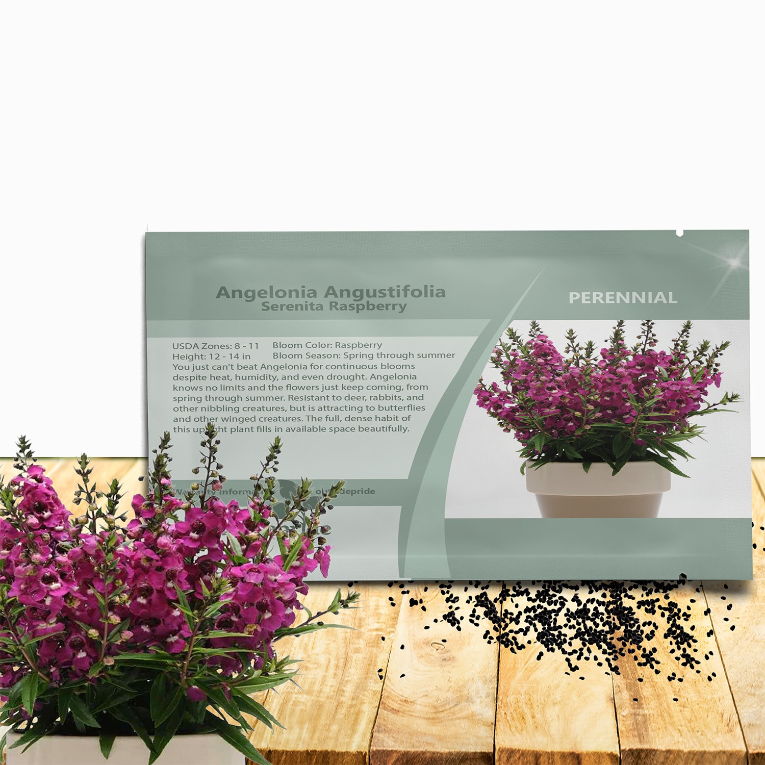 15 Seeds Drought Tolerant Raspberry Angelonia Serenita Garden Flower Plant Seeds