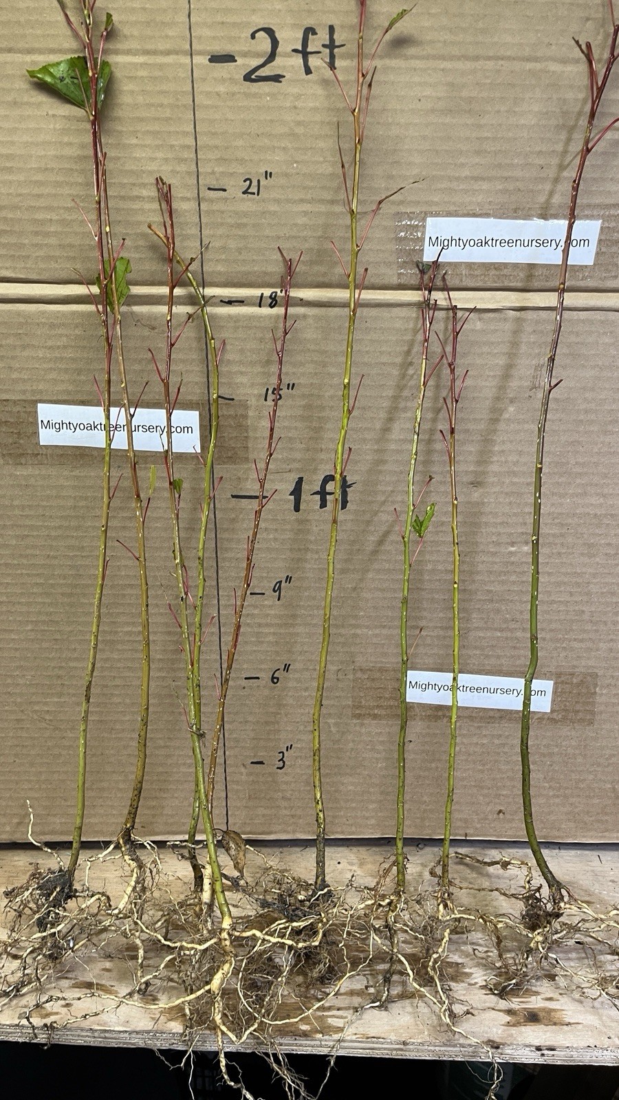 Cottonwood Tree, 2 year old 2 ft tall bare root plant, Populus Fremontii