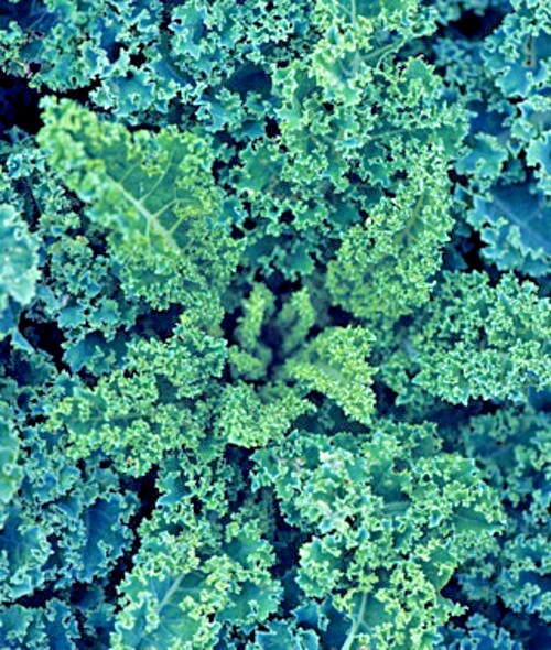 601+VATES Blue Curled Scotch KALE Seed Organic Spring Fall Garden Container Easy