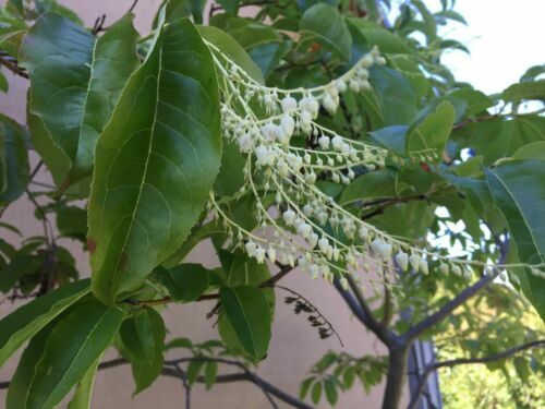 100 Lily of the Valley Sourwood Seeds (Oxydendrum arboreum) | Honey Bee Tree