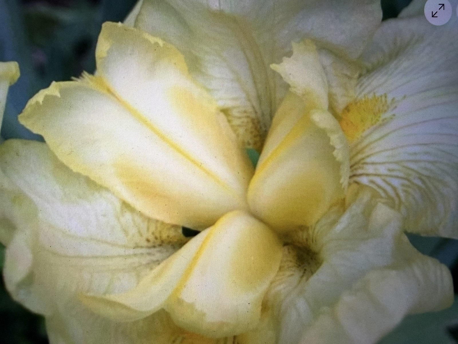 Yellow Bearded Iris BULB SPRING FLOWER (Buy 1 get 1 free + Bonus Gift)