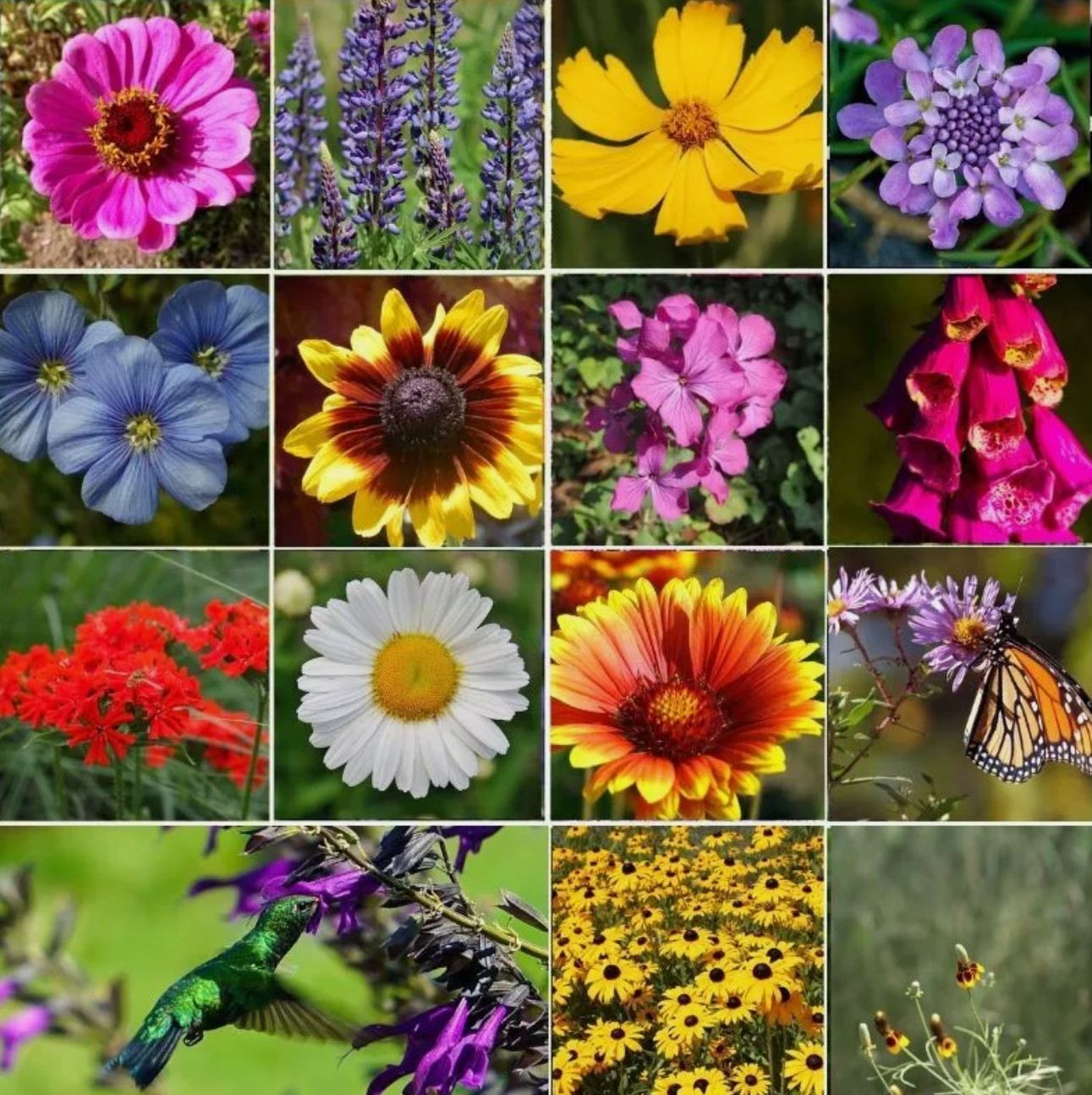 ALL PERENNIAL Wild Flower Mix. Heirloom Pollinator Garden Seeds Non-GMO