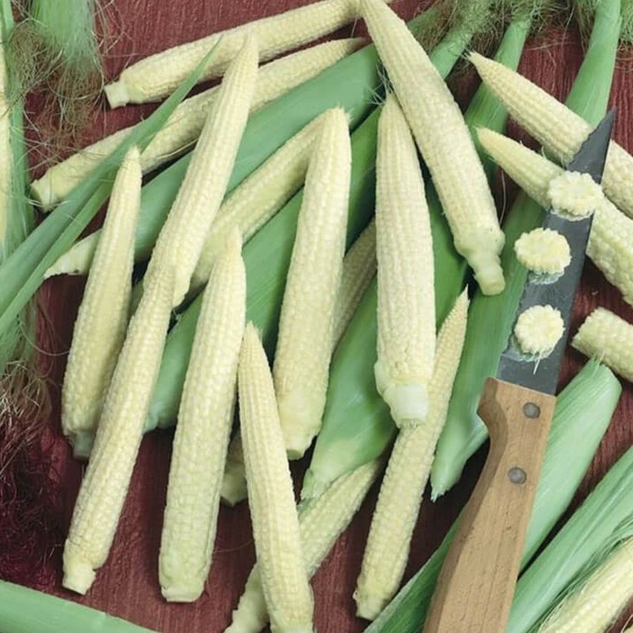 Japanese Hulless Popcorn Corn Seeds | White Baby Corn | Free Shipping | 1110