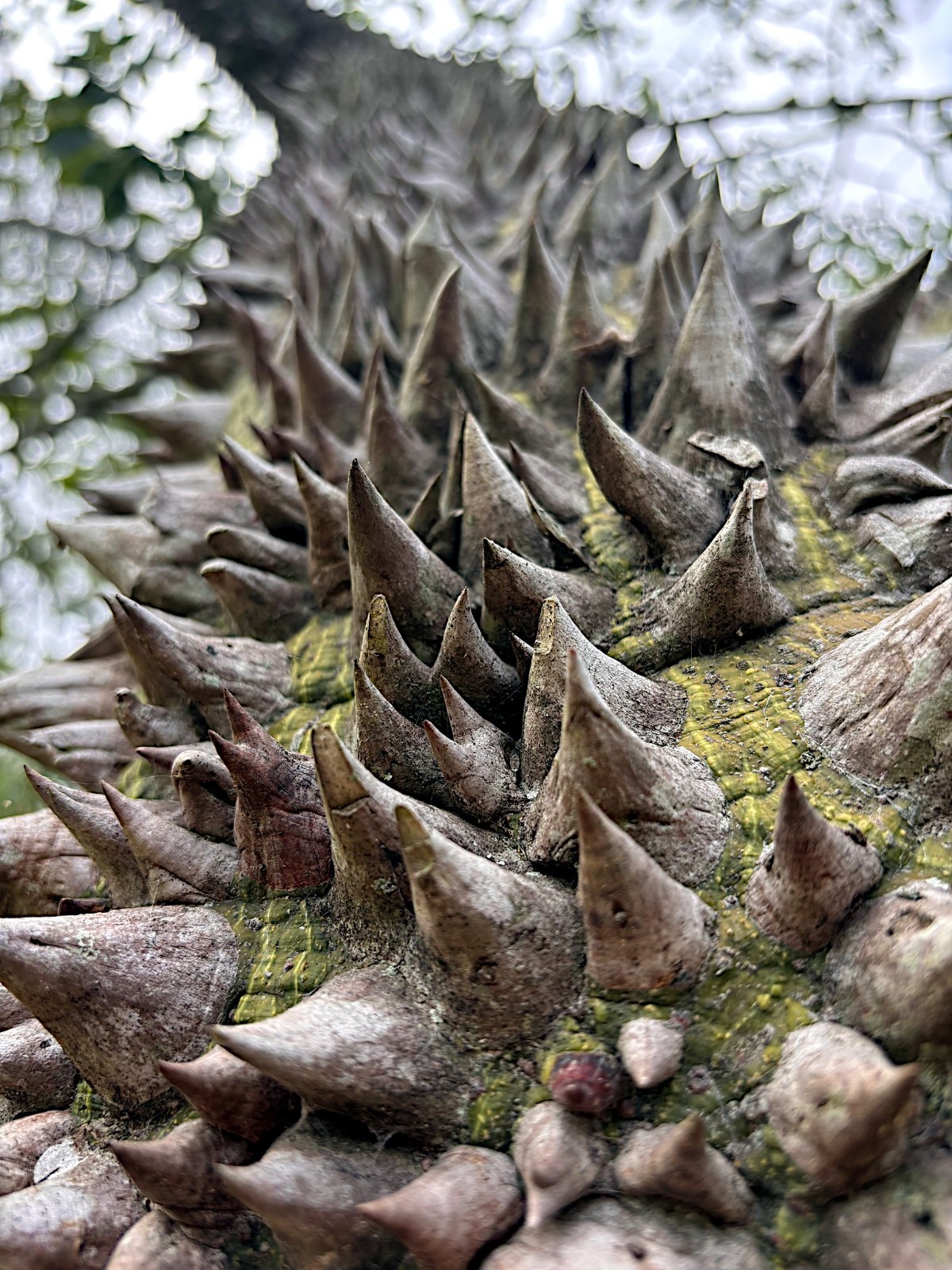 Silk Floss Tree Seeds (Ceiba speciosa) Rare Exotic Pink Flower Bottle Tree