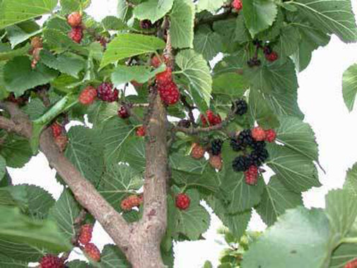 Morus nigra Black Mulberry Tree 10 seeds