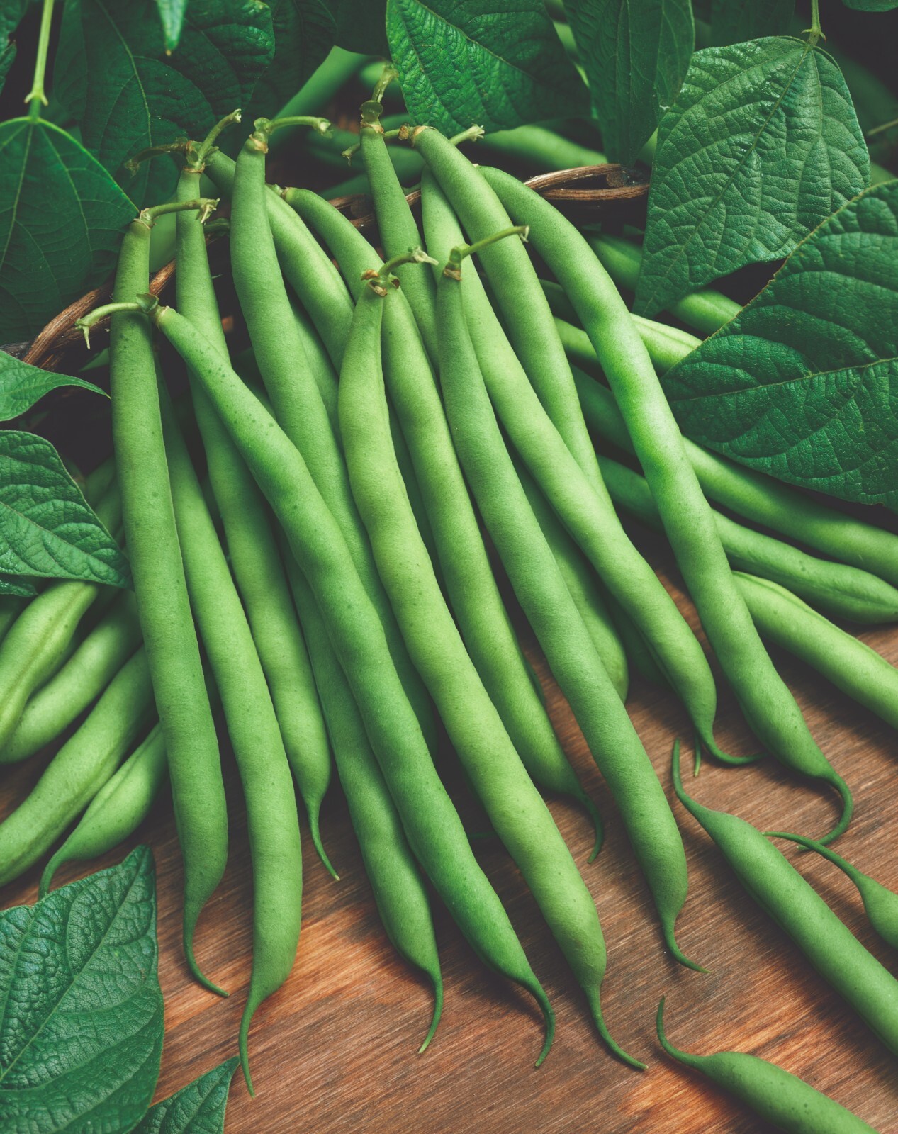 Bean Seed, Provider Bush Bean 30 Seeds