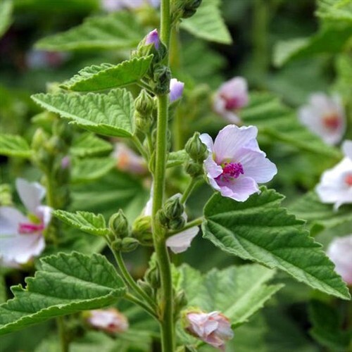 Marshmallow “Althaea officinalis” dry leaf, dry root or 50 seeds/Medicinal Herb