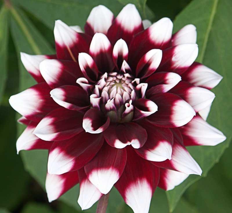 Lemon Star Double Flowering Amaryllis Spectacular Flower Bulb, Check our Store