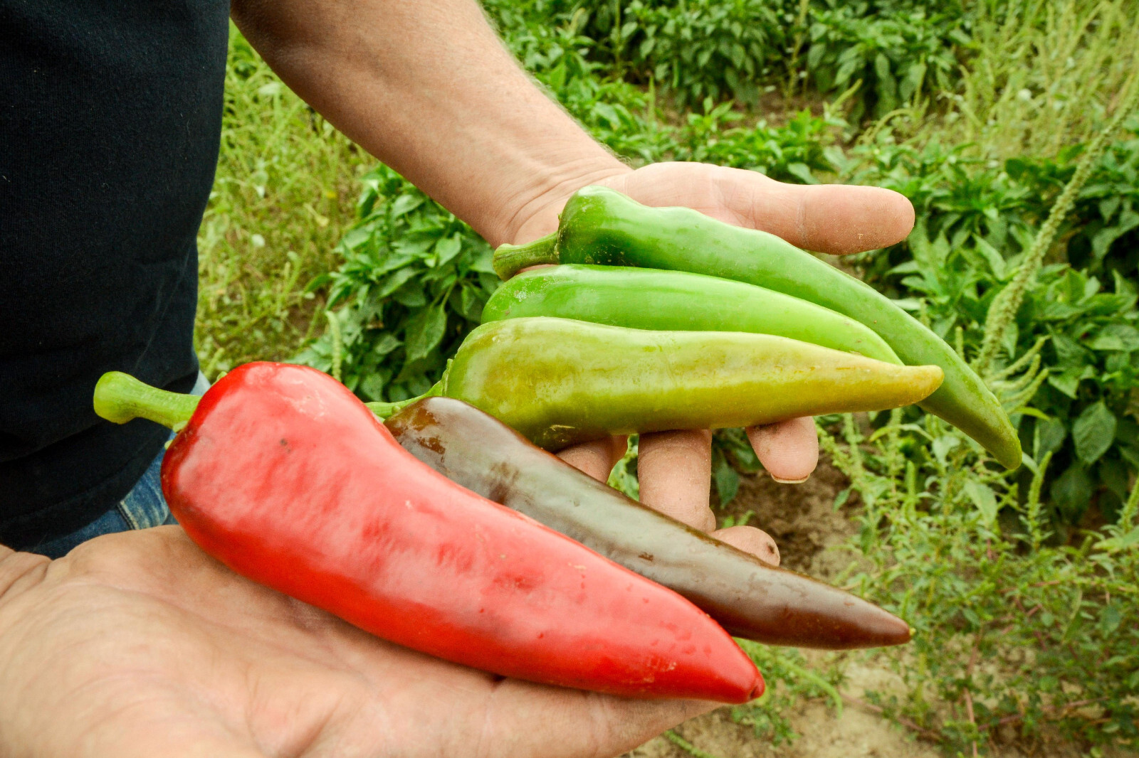 50ct Lumbre Hatch Chili Pepper Seeds Amazing Taste Very Hot – 35-40,000 Scoville