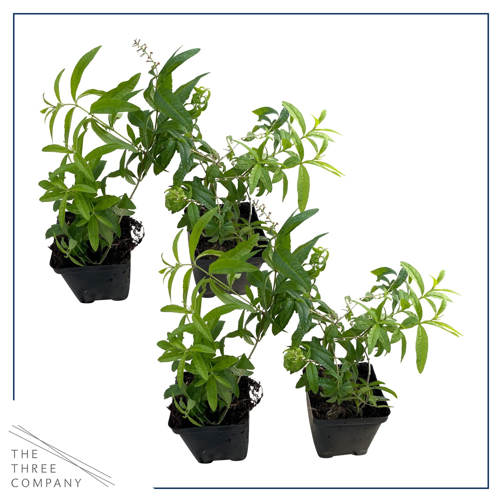 Live Herb Lemon Verbena 4 Per Pack Aromatic Health Enhancer 6″ Tall 4″ Wide 1