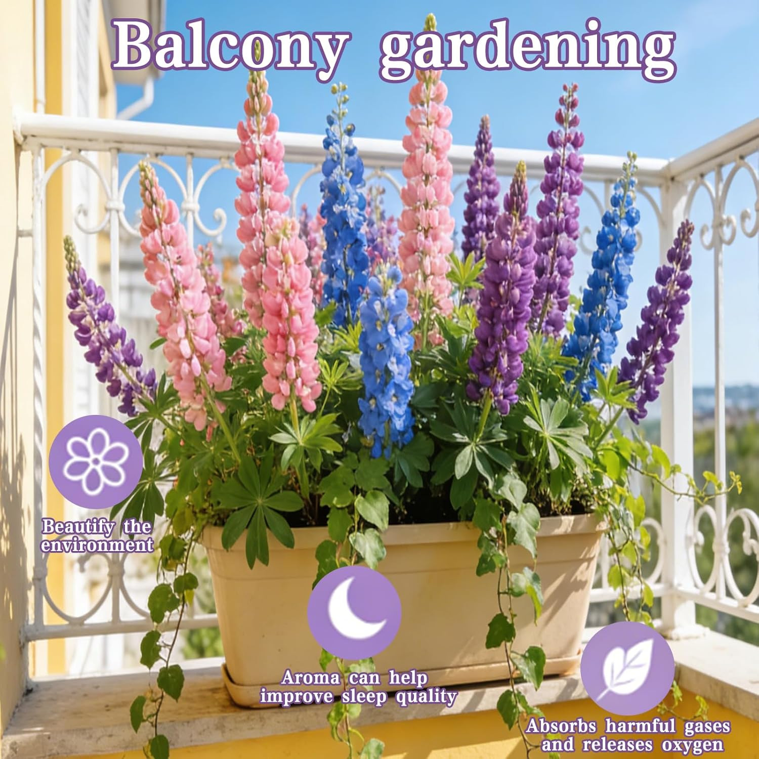 Lupine Seeds for Planting – 300 Heirloom Perennial Flower Seeds, Cold-Resistant