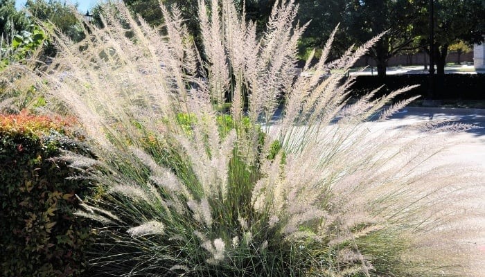 Muhly Grass Muhlenbergia Lindheimer Seeds Free Shipping!