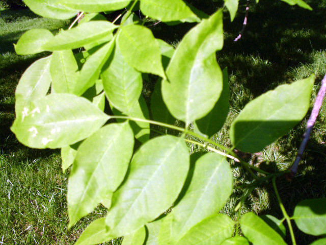 20 WHITE ASH SEEDS – Fraxinus americana