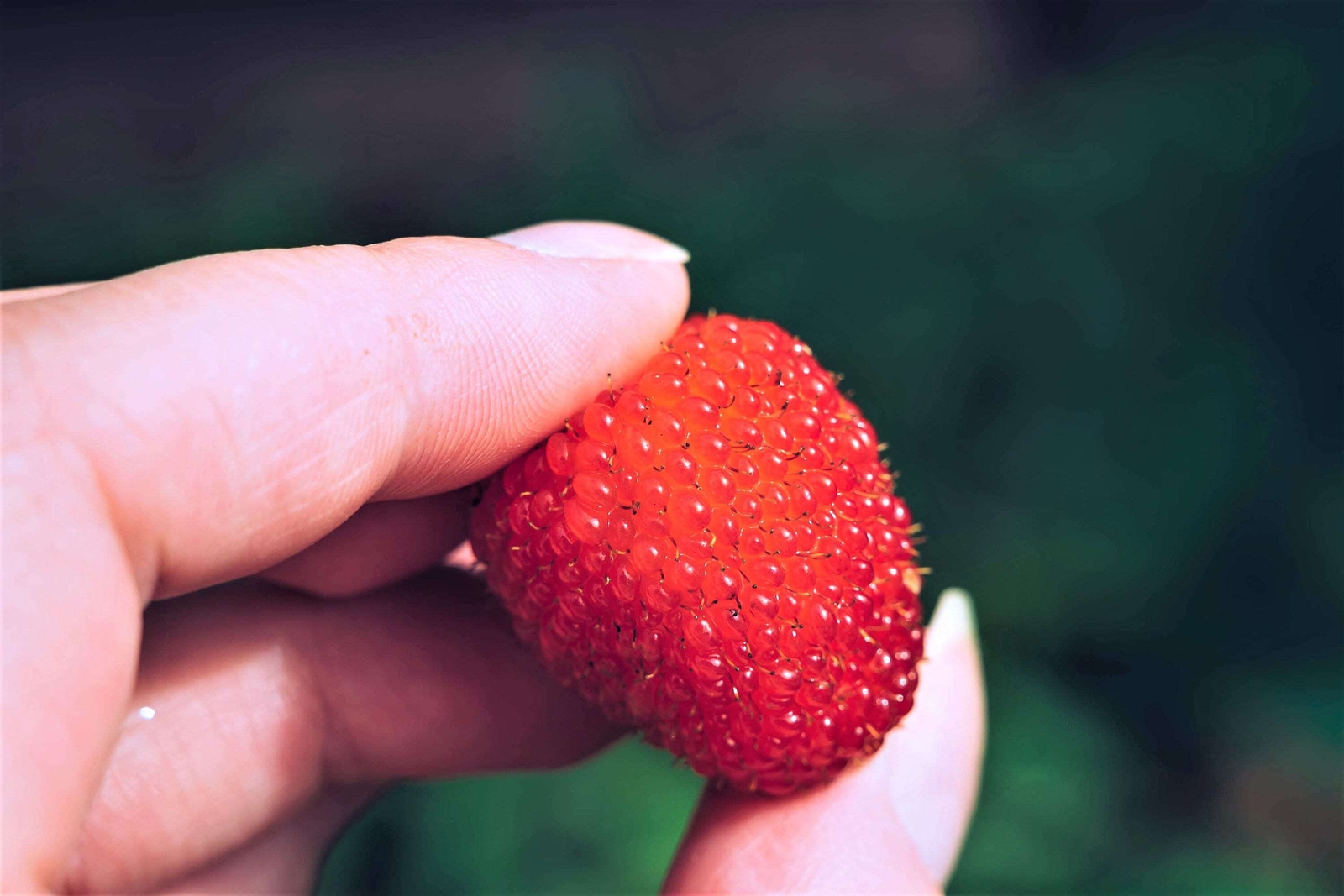 20 AUSTRALIAN RASPBERRY Queensland Atherton Rubus Probus Berry Fruit Shrub Seeds