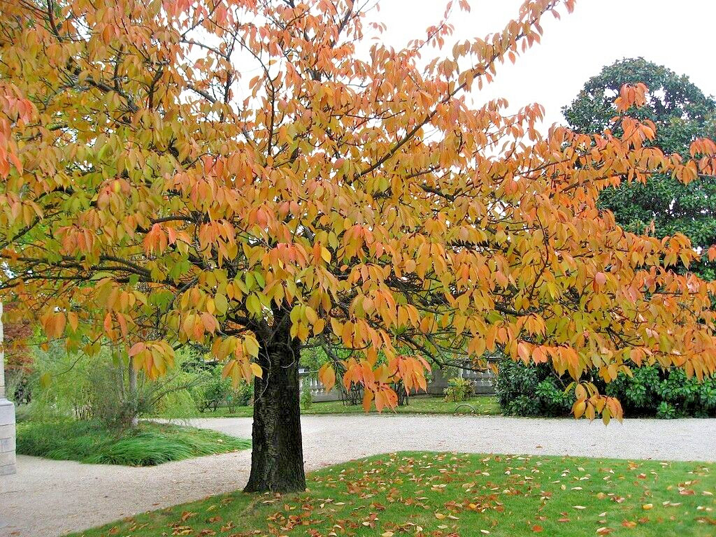 Japanese Cherry Tree PB | Premium Seeds | Prunus serrulata ‘Fall’ | Plants’®