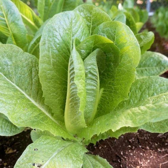 1g– Lettuce Seeds (900) – Premium Harvest of Fresh- Parris Island Romaine – B 64