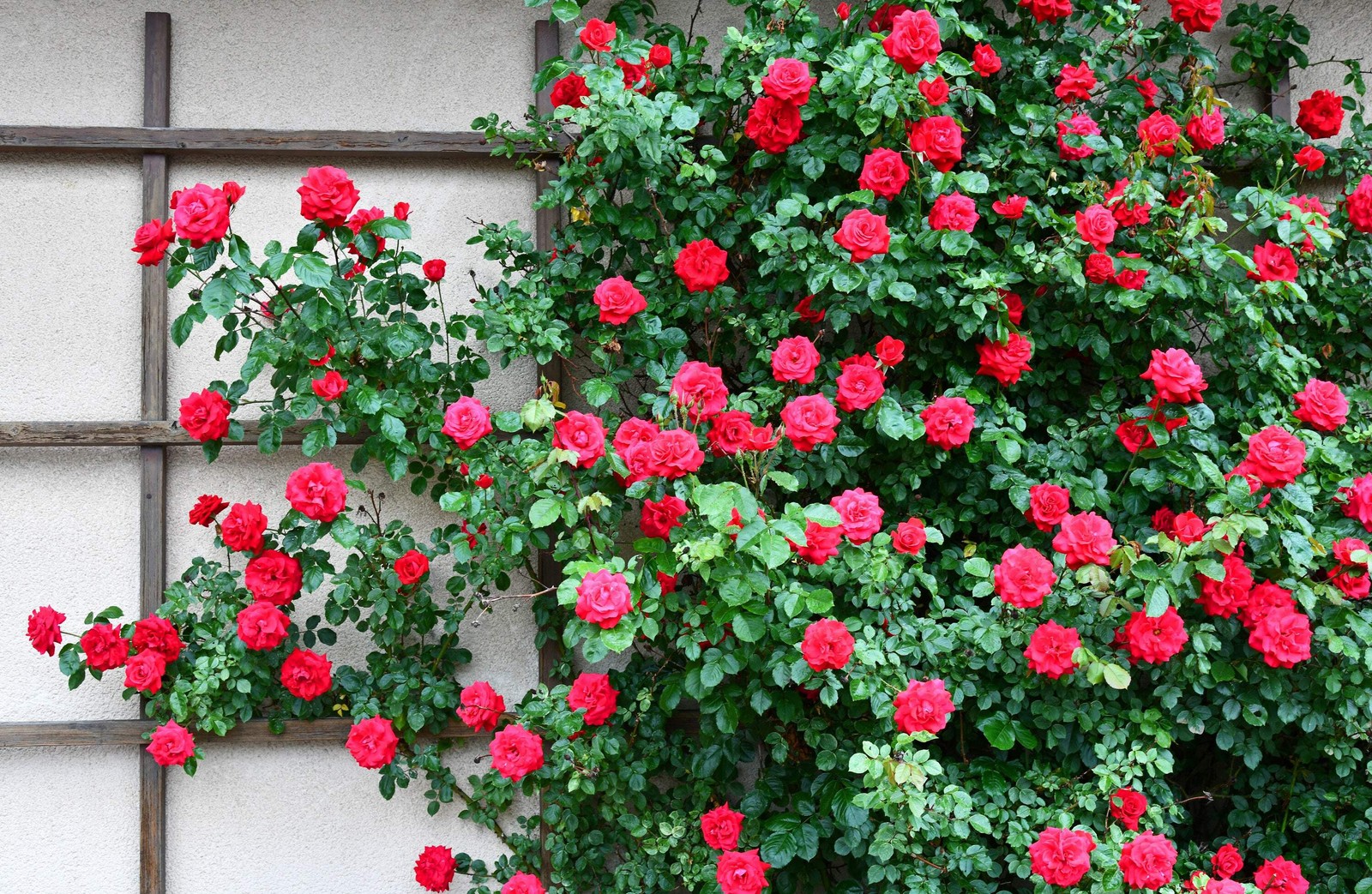 5 RED CLIMBING ROSE Rosa Bush Vine Climber Fragrant Butterfly Flower Seeds