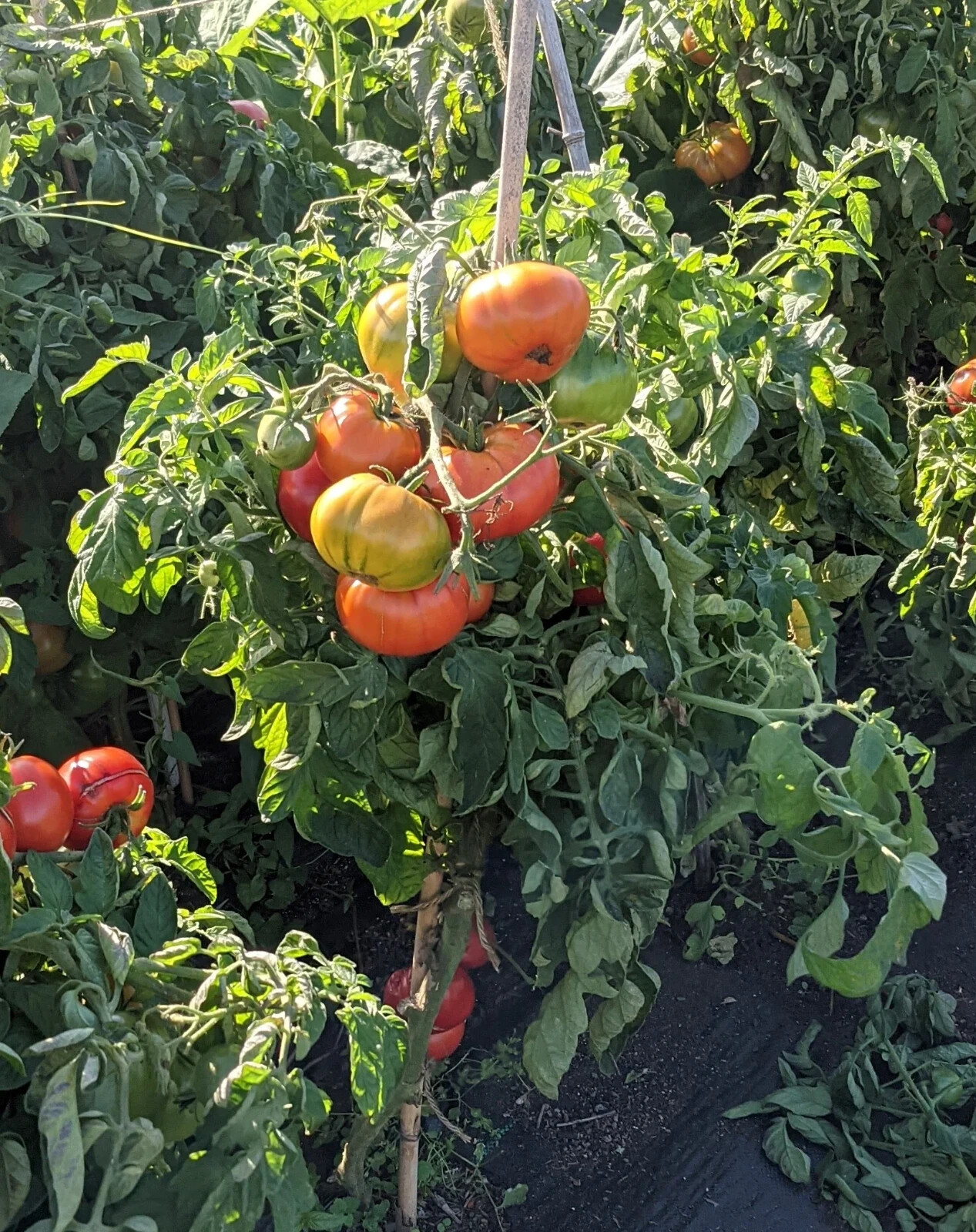 Oregon Spring Tomato Seeds, Cool Climate Tomato, NON-GMO, Heirloom, FREE SHIP