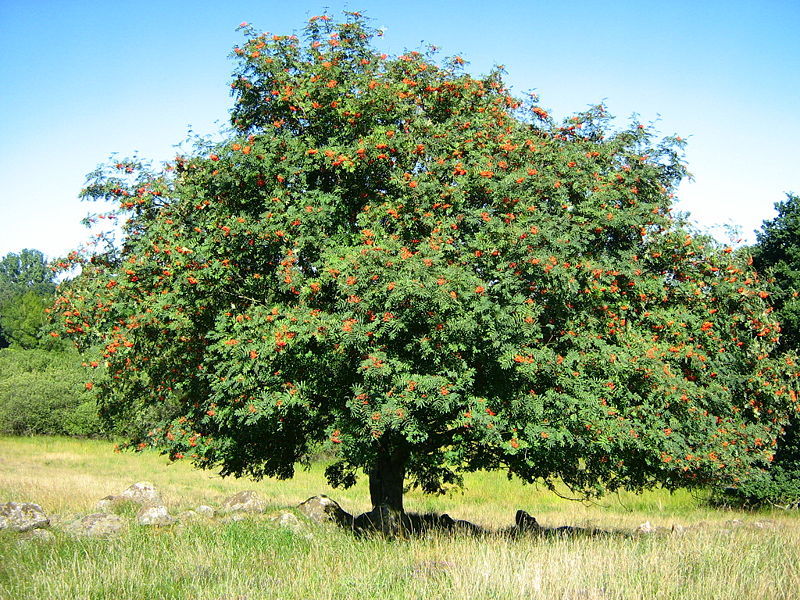 Rowan, (European Mountain Ash), Sorbus aucuparia, Tree Seeds (Fast, Fall Color)