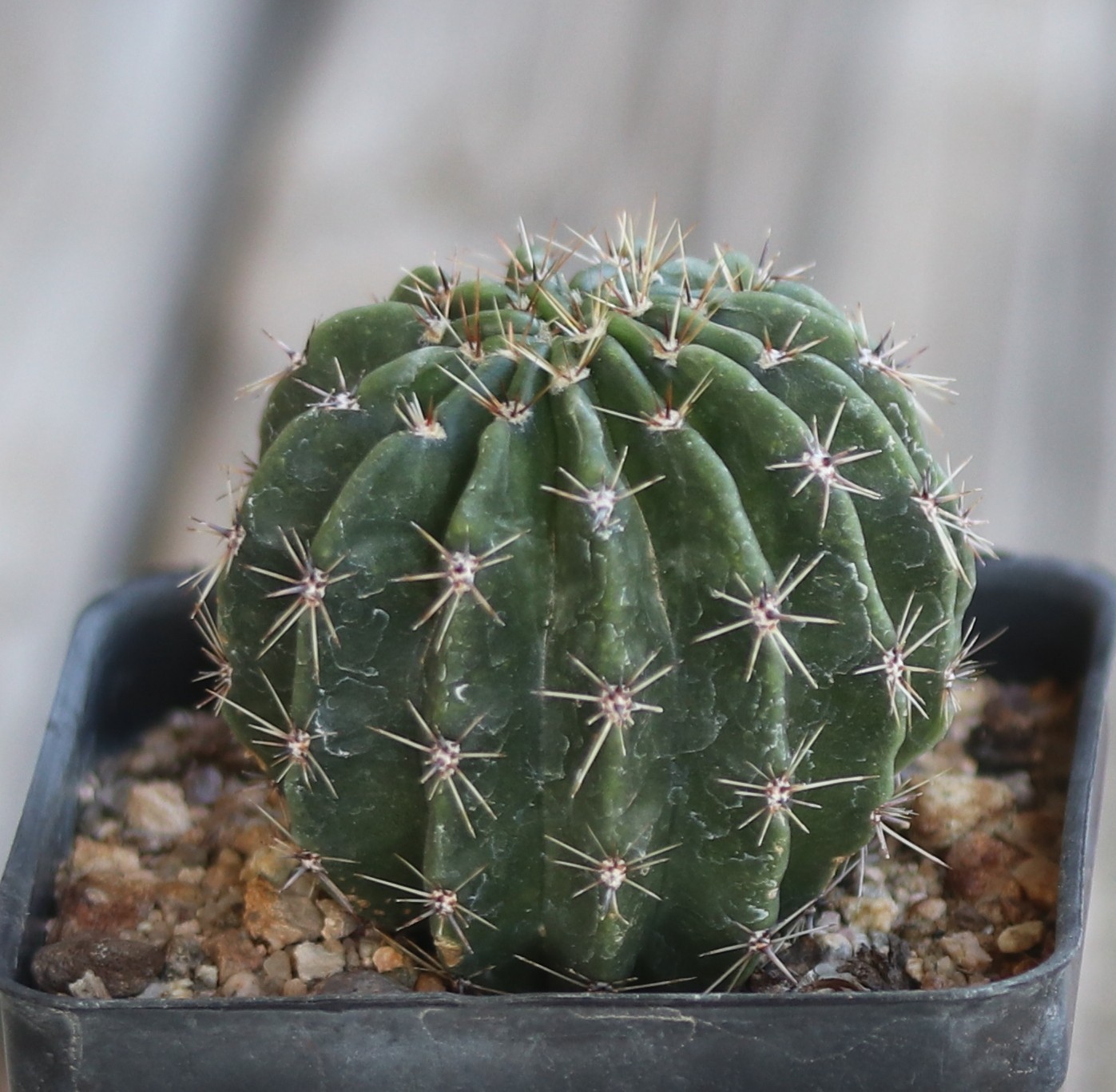 Echinopsis hybrid ‘Rittergelb’