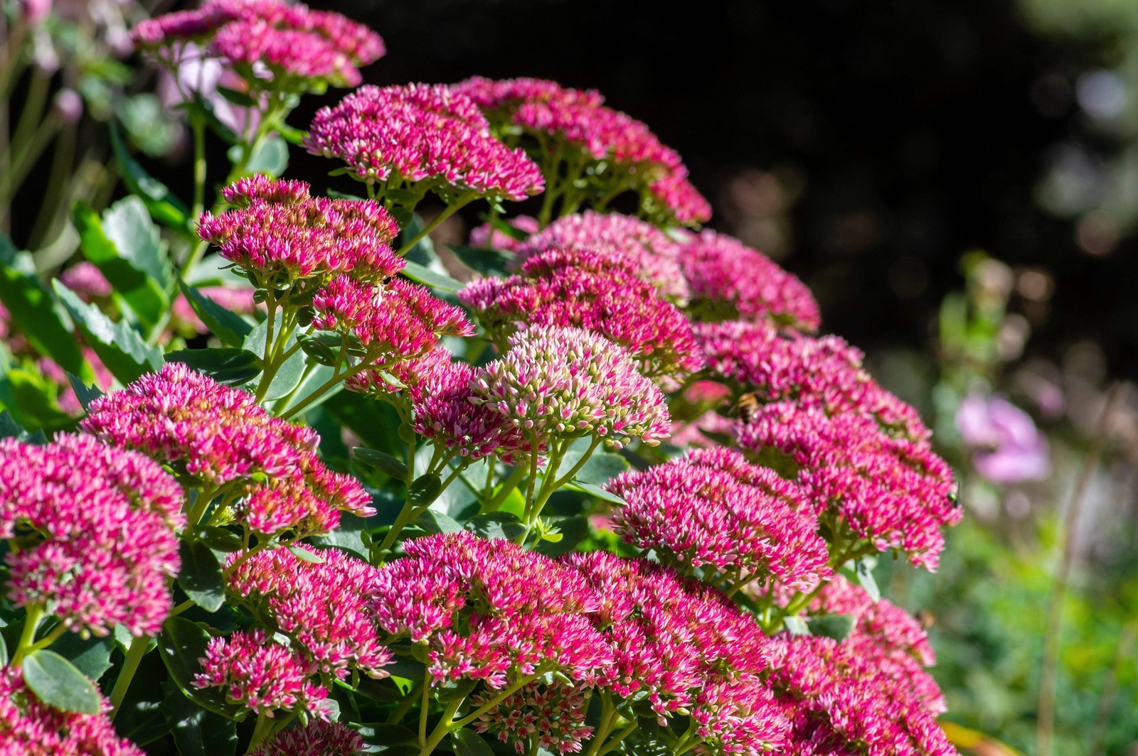 10 EMPEROR’S WAVE SEDUM Red Upright Telephium Succulent Flower Rock Garden Seeds