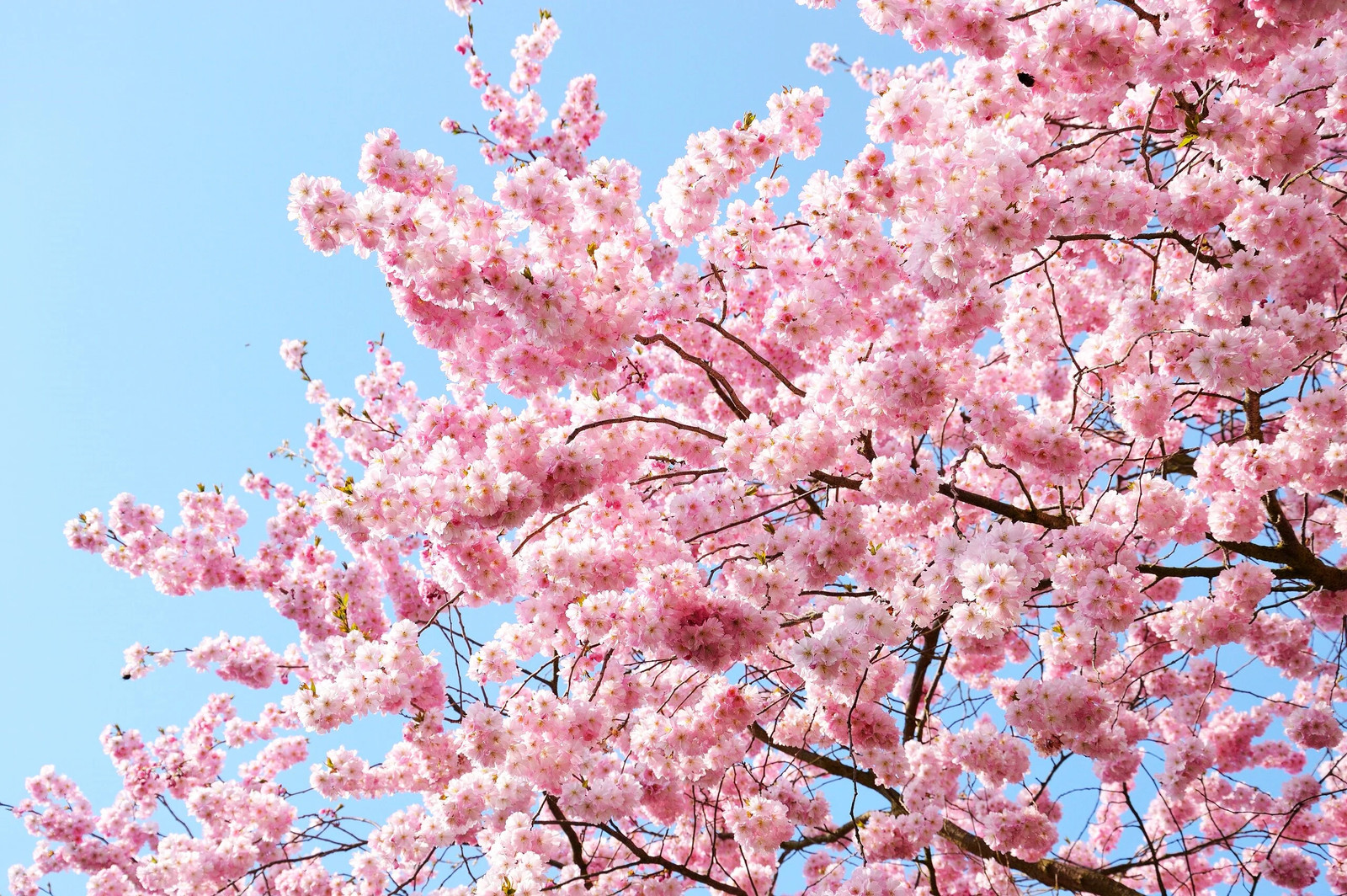 Japanese Cherry Blossom Tree Seeds – For 2026 Planting Sakura Pink Flowering