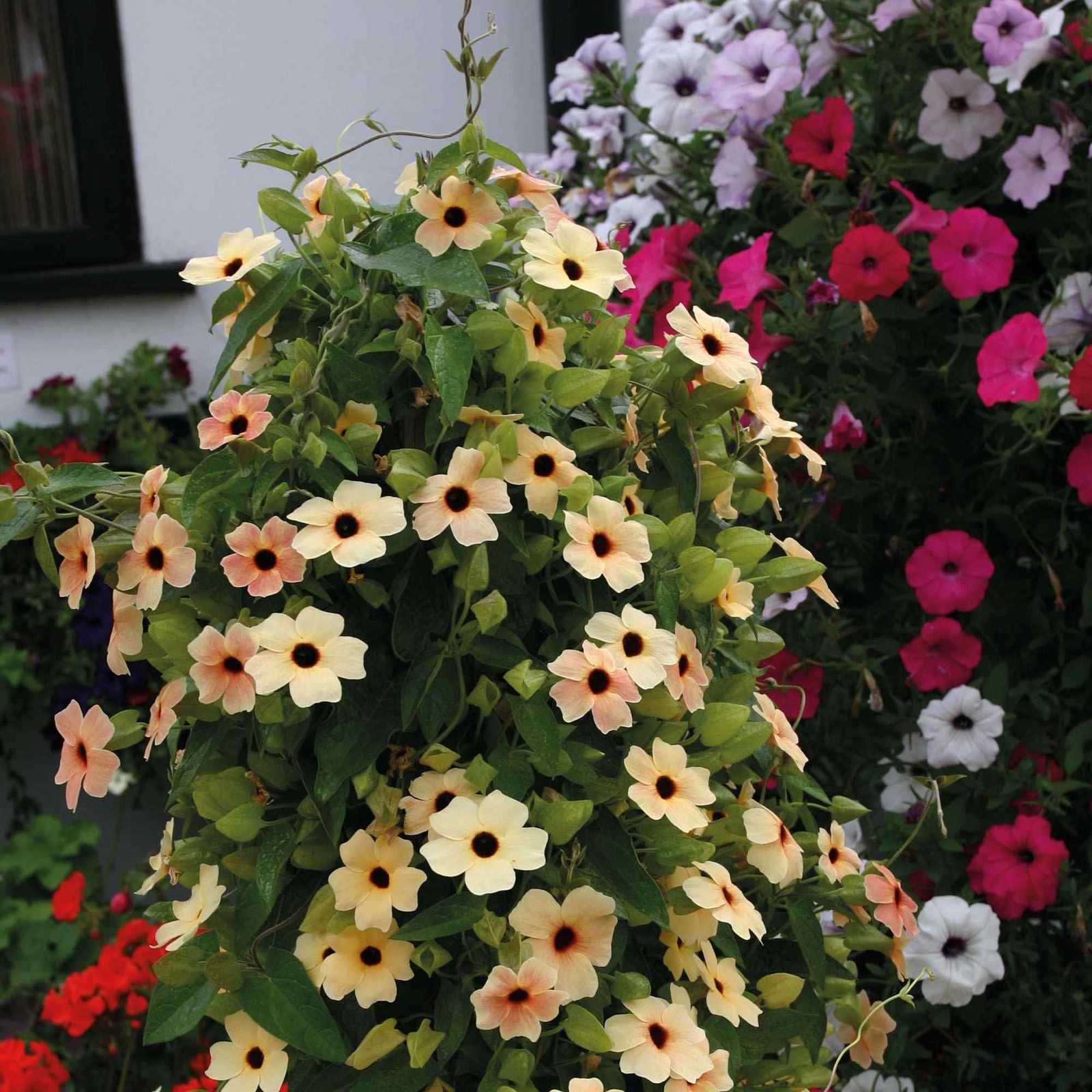 20 Seeds Black-eyed Susan Thunbergia Alata Spanish Eyes Vines Plant Seeds