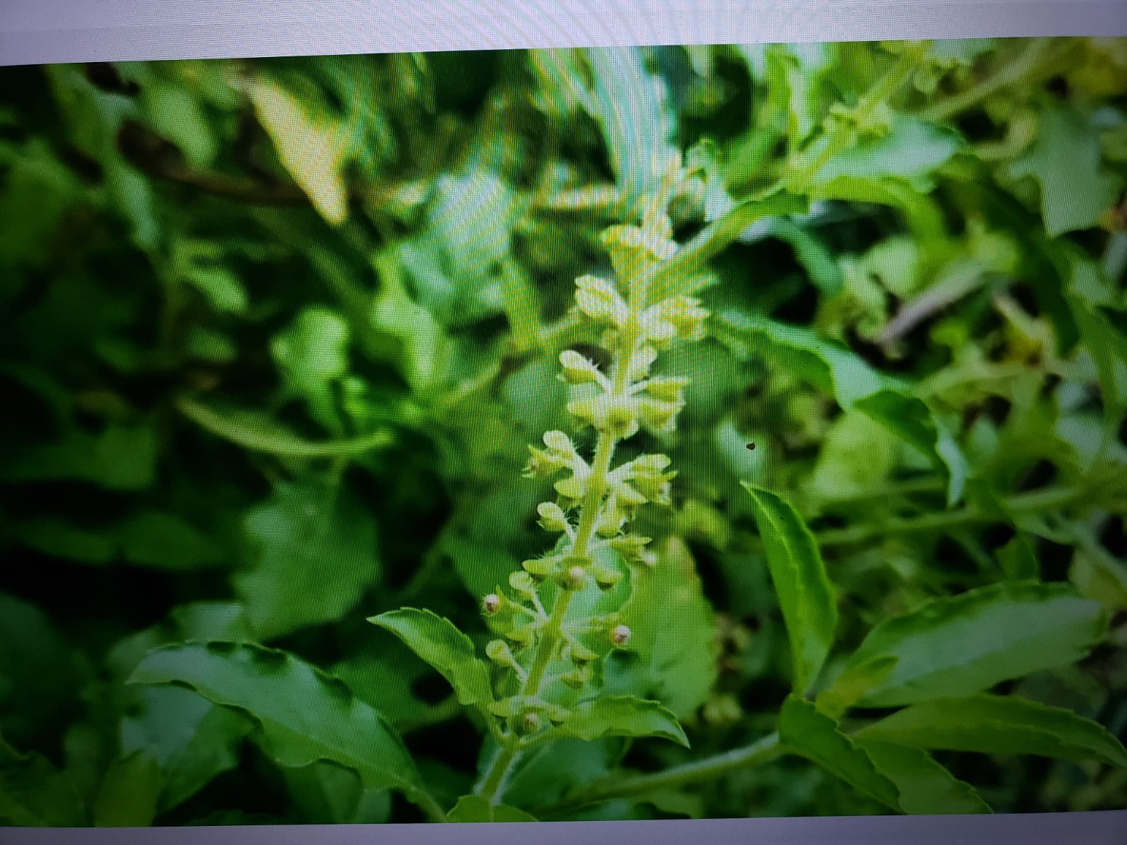 Holy RAM TULSI BASIL SEEDS 250 GREEN LEAF HERB garden FREE SHIPPING USA seller