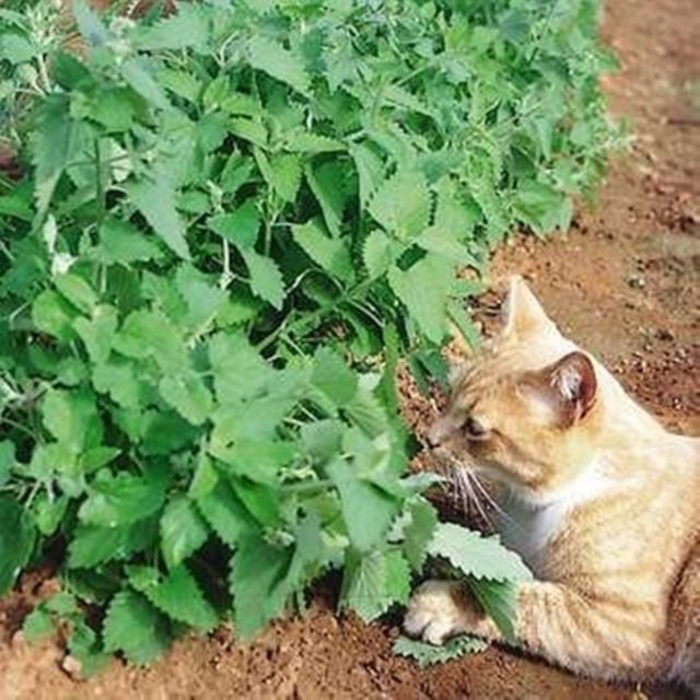 501+CATNIP Seeds Cat Sedative Herbal Drought Poor Soils Organic Container/Garden